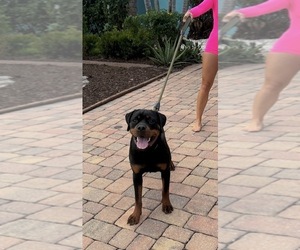 Rottweiler Dogs for adoption in SATELLITE BEACH, FL, USA