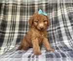 Small #1 Goldendoodle (Miniature)