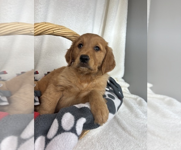 Medium Photo #3 Golden Retriever Puppy For Sale in GREENFIELD, IN, USA