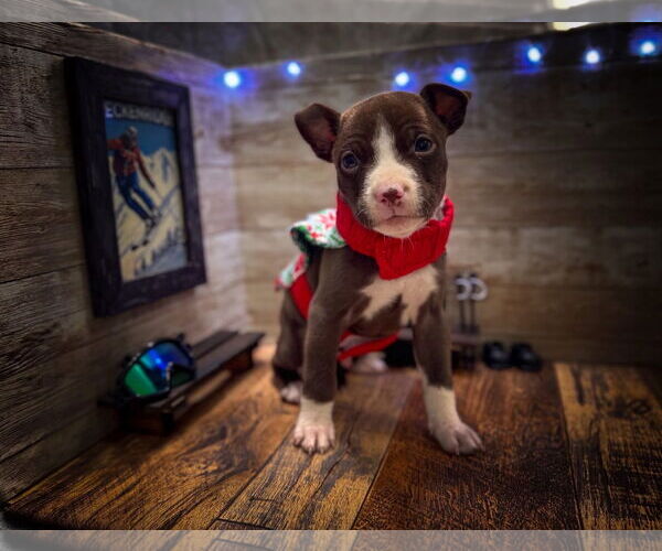 Medium Photo #1 Mutt Puppy For Sale in New London, WI, USA