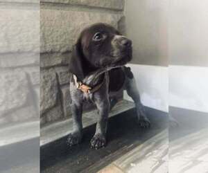 Medium German Shorthaired Pointer