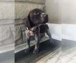 Puppy 14 German Shorthaired Pointer