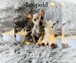 Small Photo #1 Chihuahua Puppy For Sale in COOKEVILLE, TN, USA