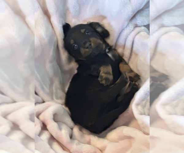 Medium Photo #3 Dachshund Puppy For Sale in MURFREESBORO, TN, USA