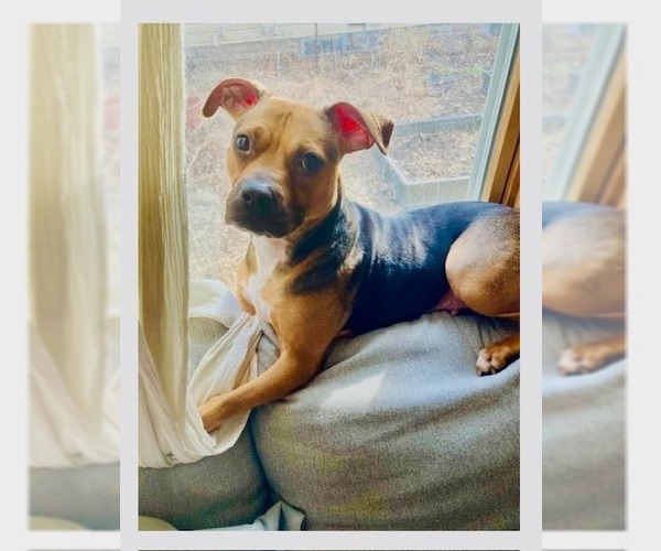 Medium Photo #13 Beagle Puppy For Sale in Minneapolis, MN, USA