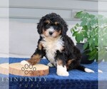 Small #2 Bernedoodle (Miniature)