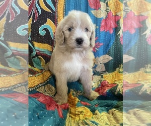 Bernedoodle Puppy for Sale in BUFFALO GAP, Texas USA