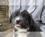 Image preview for Ad Listing. Nickname: Litter of 5