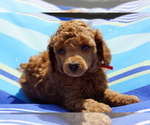 Puppy Ariel Poodle (Toy)