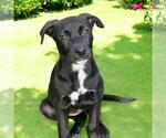 Small #3 Labrador Retriever Mix