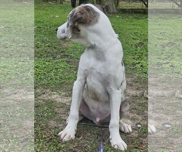 Medium Photo #11 Australian Shepherd-Unknown Mix Puppy For Sale in Wakefield, RI, USA