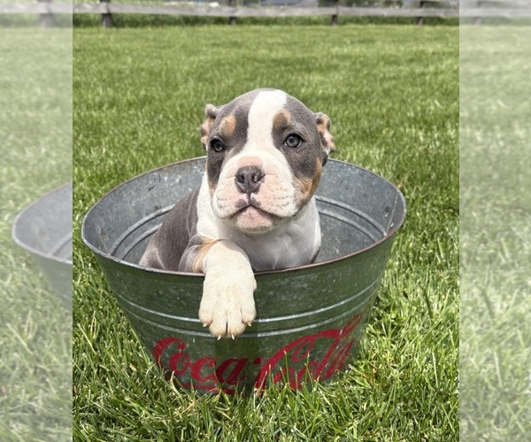 Medium Photo #3 American Bulldog Puppy For Sale in MIDDLEBURY, IN, USA