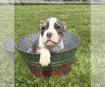 Small #2 American Bulldog