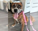 Small Bullboxer Pit