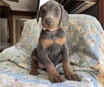 Small Photo #2 Doberman Pinscher Puppy For Sale in BRISTOL, CT, USA