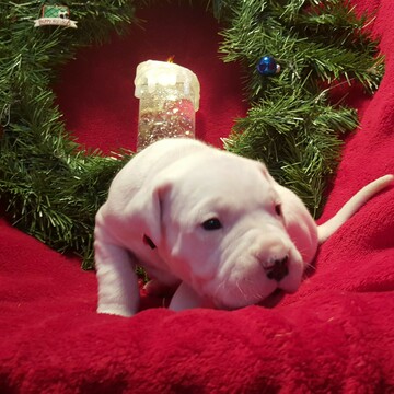 Medium Photo #238 Dogo Argentino Puppy For Sale in PINEVILLE, MO, USA