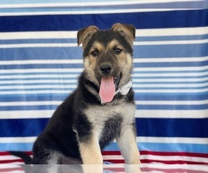 German Shepherd Dog Puppy for sale in LANCASTER, PA, USA