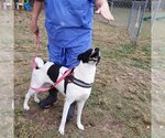 Small #2 Canaan Dog-Pointer Mix