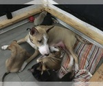 Small Photo #8 Bull Terrier Puppy For Sale in VANCOUVER, WA, USA