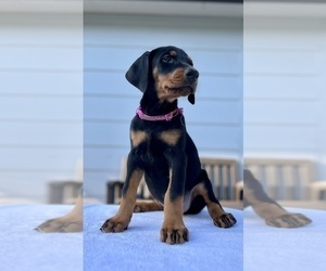 Doberman Pinscher Puppy for Sale in NEWTON, North Carolina USA