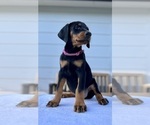 Small Photo #1 Doberman Pinscher Puppy For Sale in NEWTON, NC, USA