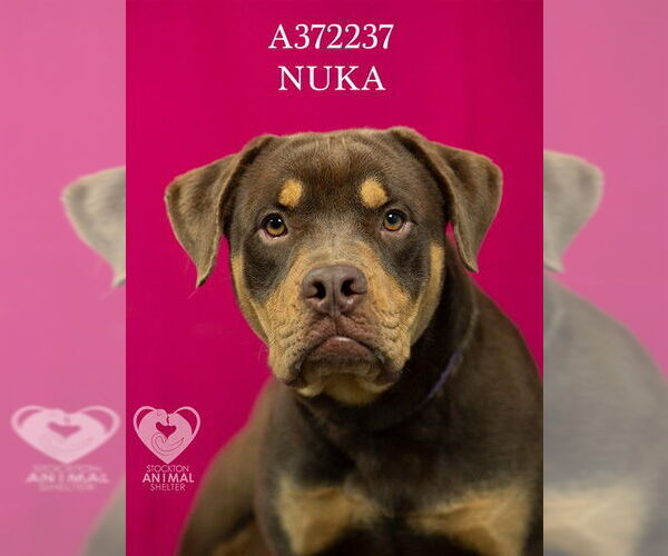 Medium Photo #2 Rottweiler-Unknown Mix Puppy For Sale in Stockton, CA, USA