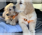 Small Photo #35 Golden Retriever Puppy For Sale in MERCED, CA, USA