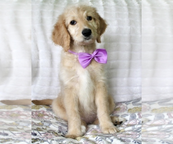 Medium Photo #1 Goldendoodle Puppy For Sale in CHERRY CREEK, NY, USA