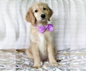 Goldendoodle Puppy for sale in CHERRY CREEK, NY, USA