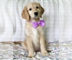Small Goldendoodle