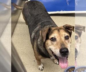 German Shepherd Dog-Unknown Mix Dogs for adoption in Grand Prairie, TX, USA