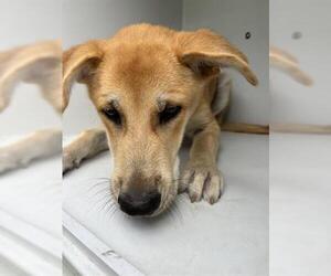 Shiba Inu-Unknown Mix Dogs for adoption in Houston, TX, USA