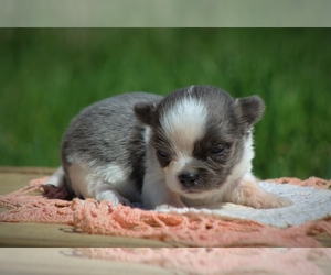 Chihuahua Puppy for sale in BLUFORD, IL, USA