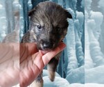 Small Photo #5 Wolf Hybrid Puppy For Sale in BYBEE, TN, USA
