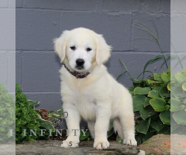 Medium Photo #5 English Cream Golden Retriever Puppy For Sale in CHRISTIANA, PA, USA