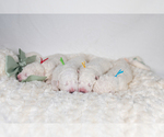 Small #13 Great Pyrenees