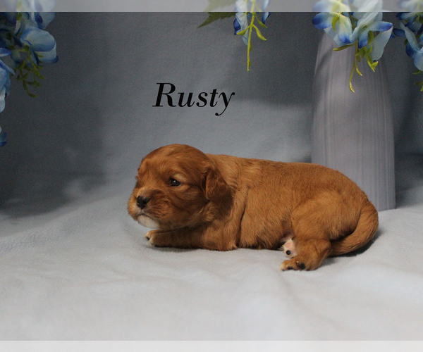 Medium Photo #9 Cavalier King Charles Spaniel Puppy For Sale in CHANUTE, KS, USA