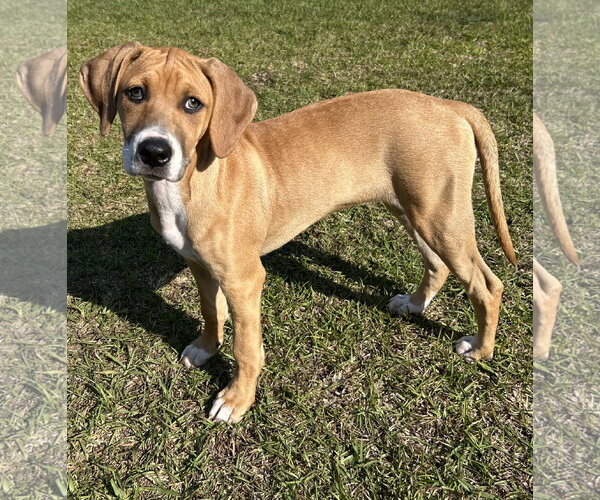 Medium Photo #5 Mutt Puppy For Sale in Holly Springs, NC, USA