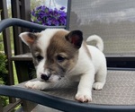 Small #2 Alaskan Husky-Border Collie Mix