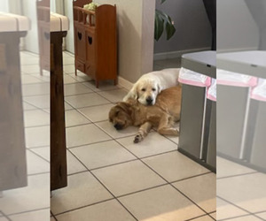 Mother of the Golden Retriever puppies born on 07/02/2025