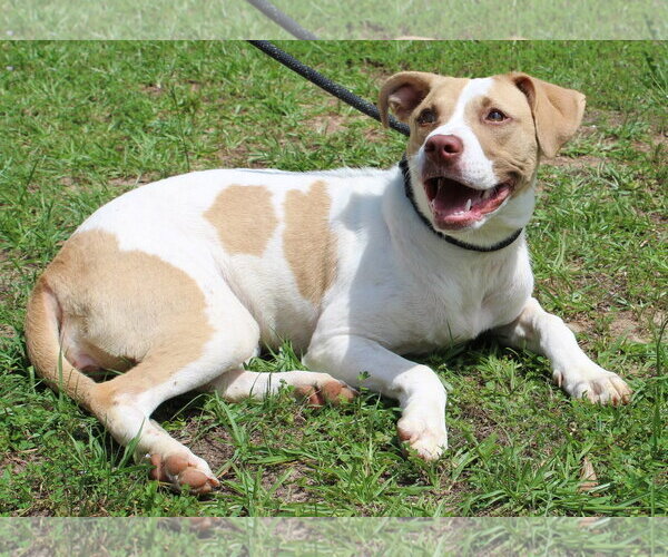 Medium Photo #1 Labrador Retriever-Unknown Mix Puppy For Sale in Prattville, AL, USA