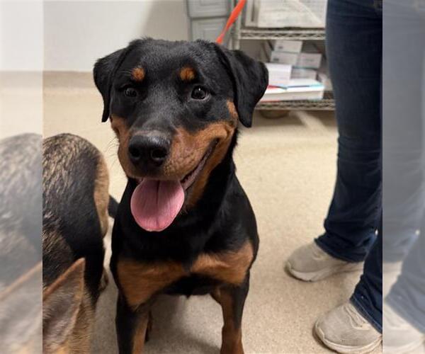 Medium Photo #1 Rottweiler Puppy For Sale in Bakersfield, CA, USA