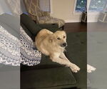 Small #3 Great Pyrenees Mix