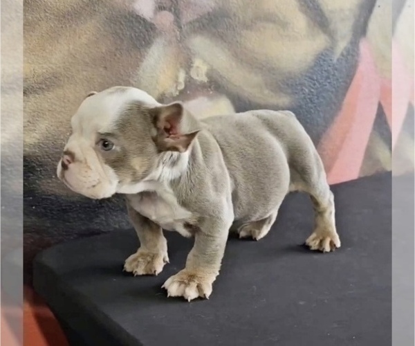 Medium Photo #4 English Bulldog Puppy For Sale in CHICAGO, IL, USA