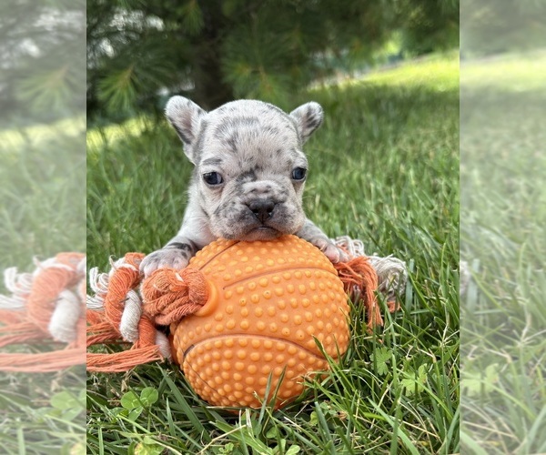 Medium Photo #1 French Bulldog Puppy For Sale in MIDDLEBURY, IN, USA