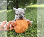Image preview for Ad Listing. Nickname: Sadie
