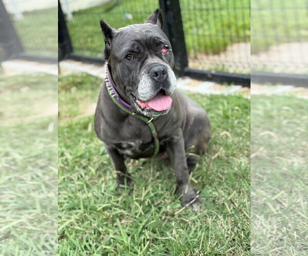 Medium Photo #3 Mutt Puppy For Sale in Virginia Beach, VA, USA