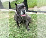 Small #2 Mutt