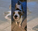Small #2 American Staffordshire Terrier-Labrador Retriever Mix