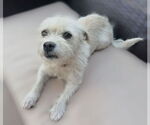 Small #1 Cairn Terrier